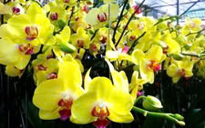 FESTIVAL HOA LAN