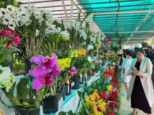 FESTIVAL HOA LAN