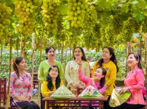 du lịch vườn nho