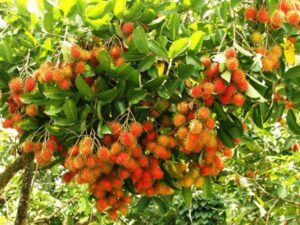 vườn trái cây xã trung an