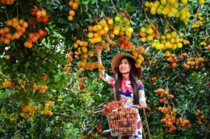 vườn trái cây xã trung an