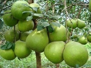 vườn trái cây xã trung an